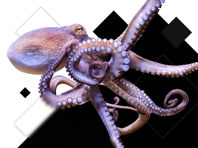 octopus swimming
