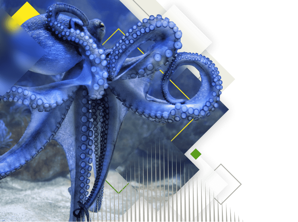 blue octopus