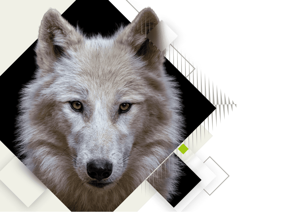 white wolf 2